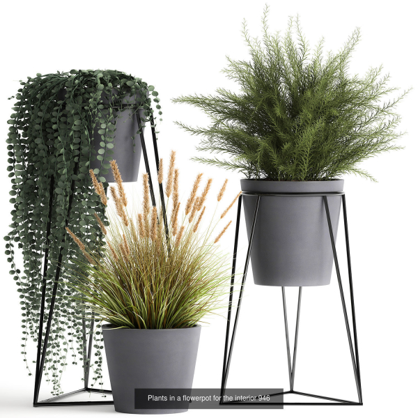 Collection of plants in pots for street and interior decor