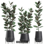 Collection of plants in pots for street and interior decor