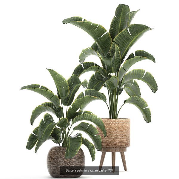 Collection of plants in pots for street and interior decor