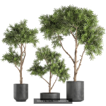 Collection of plants in pots for street and interior decor