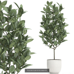 Collection of plants in pots for street and interior decor