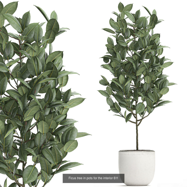 Collection of plants in pots for street and interior decor
