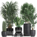 Collection of plants in pots for street and interior decor