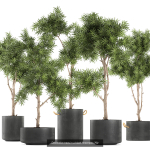 Collection of plants in pots for street and interior decor