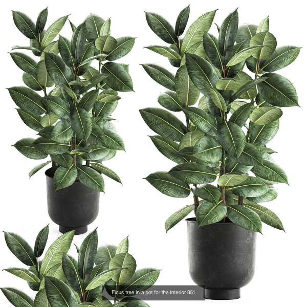 Collection of plants in pots for street and interior decor