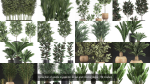 Collection of plants in pots for street and interior decor