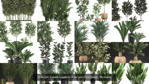 Collection of plants in pots for street and interior decor