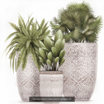 Collection of plants in pots for street and interior decor