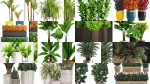 Collection of plants in pots for street and interior decor