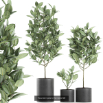 Collection of plants in pots for street and interior decor