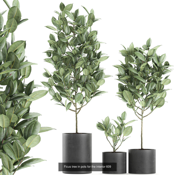 Collection of plants in pots for street and interior decor