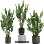 Collection of plants in pots for street and interior decor