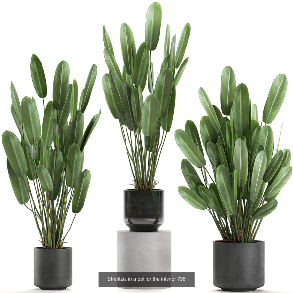 Collection of plants in pots for street and interior decor