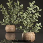 Collection of plants in pots for street and interior decor