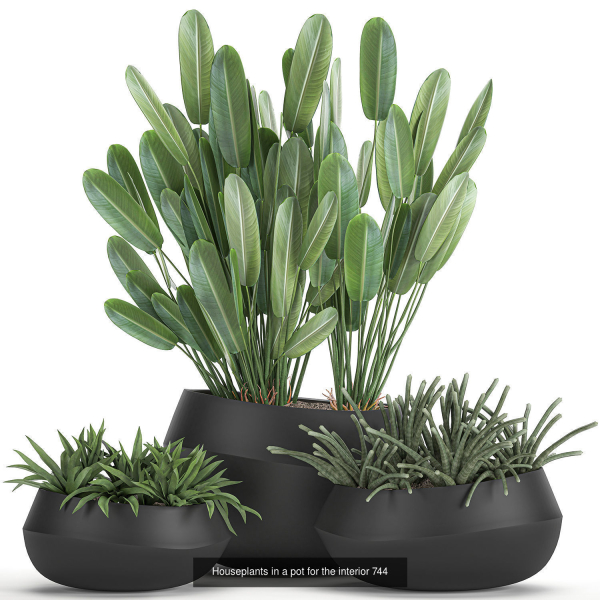 Collection of plants in pots for street and interior decor