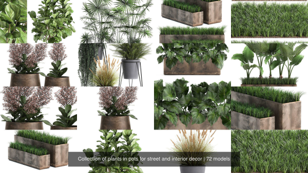 Collection of plants in pots for street and interior decor