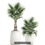 Collection of plants in pots for street and interior decor