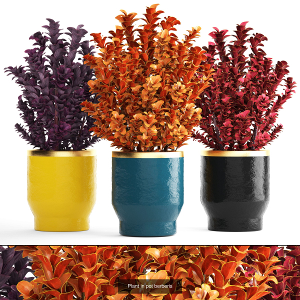 Collection of plants in pots for street and interior decor