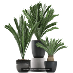 Collection of plants in pots for street and interior decor