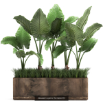 Collection of plants in pots for street and interior decor