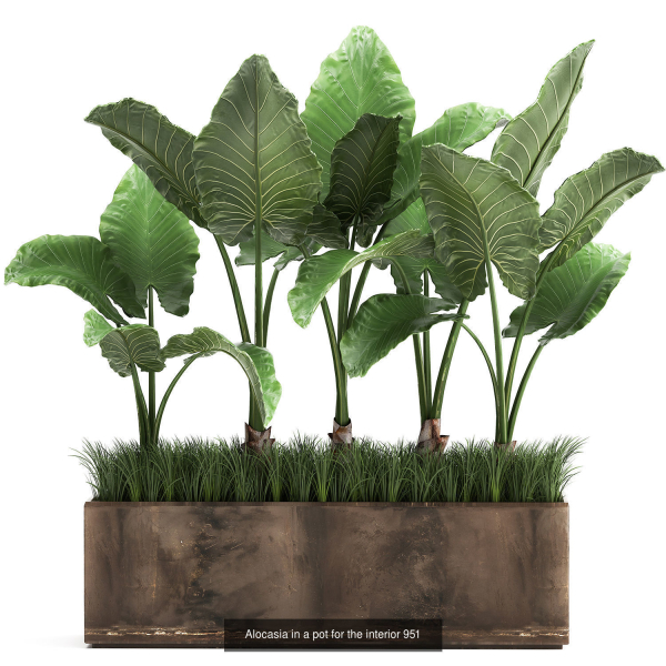 Collection of plants in pots for street and interior decor