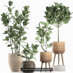Collection of plants in pots for street and interior decor
