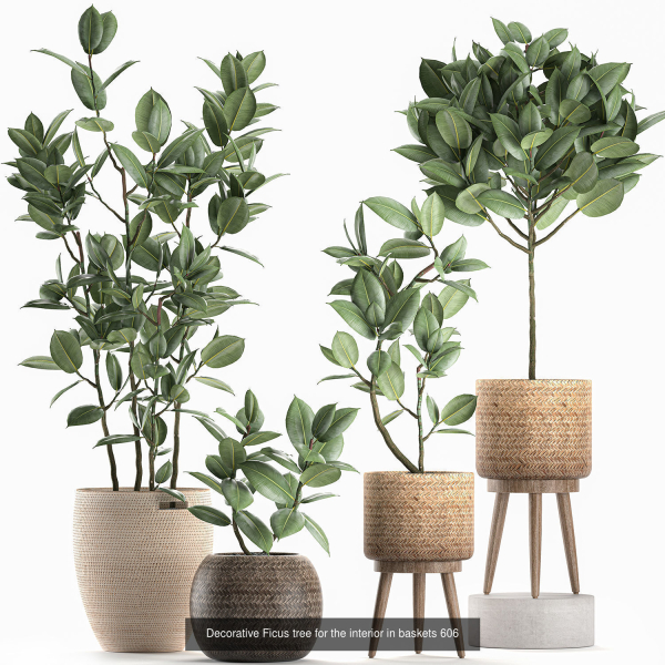 Collection of plants in pots for street and interior decor