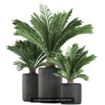 Collection of plants in pots for street and interior decor