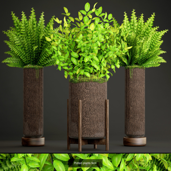 Collection of plants in pots for street and interior decor