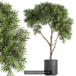 Collection of plants in pots for street and interior decor
