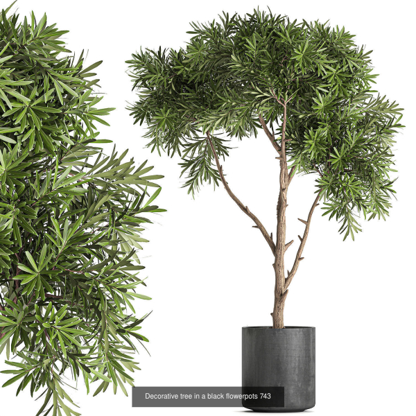 Collection of plants in pots for street and interior decor