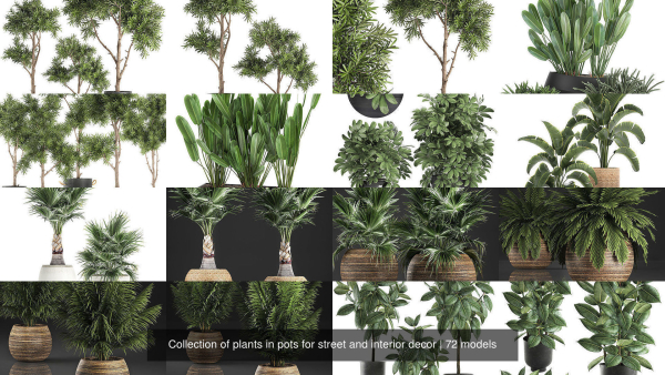 Collection of plants in pots for street and interior decor