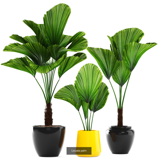 Collection of plants in pots for street and interior decor
