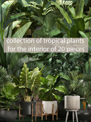 Collection of potted plants for the interior of 20 pieces NEW