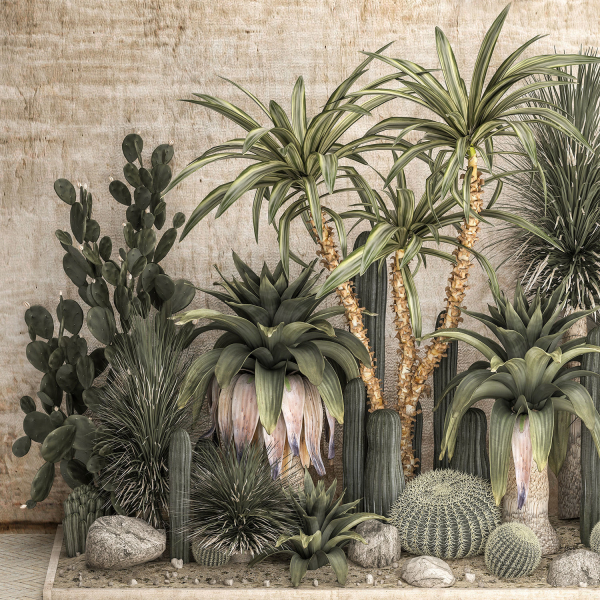 Collection of tropical desert plants cactus 1108A