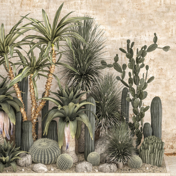 Collection of tropical desert plants cactus 1108A