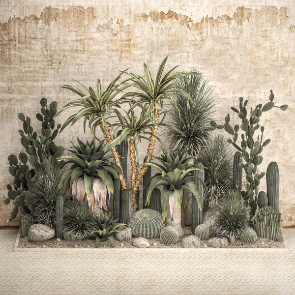Collection of tropical desert plants cactus 1108A