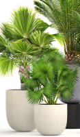Collection palms three palm plants in pots