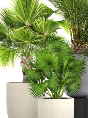 collection-palms-3d-model-max-obj-fbx