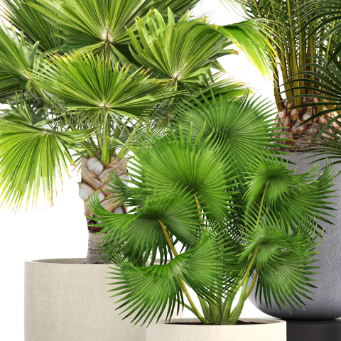 collection-palms-3d-model-max-obj-fbx