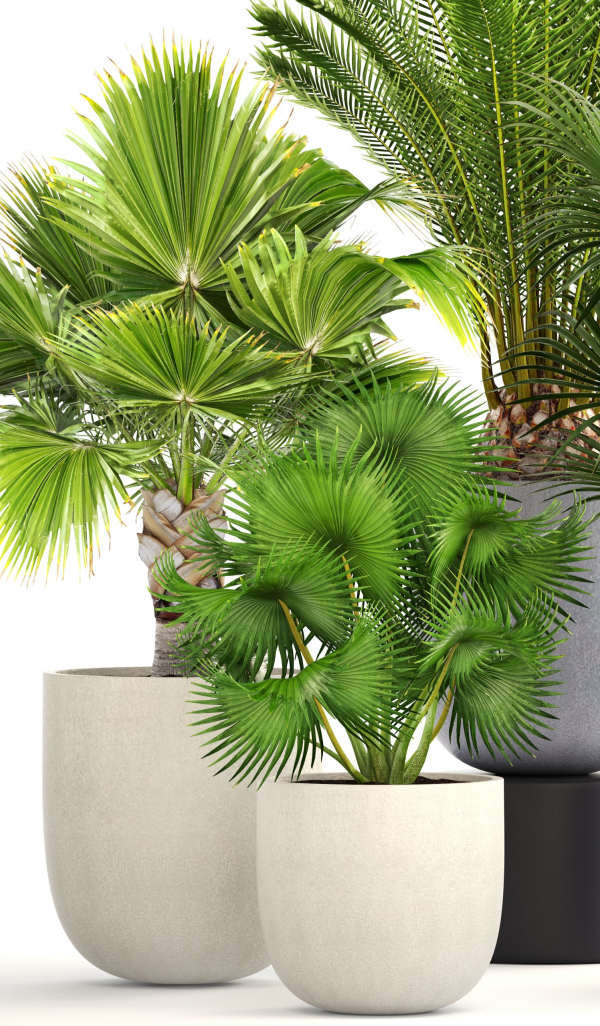Collection palms three palm plants in pots
