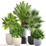 Collection palms three palm plants in pots