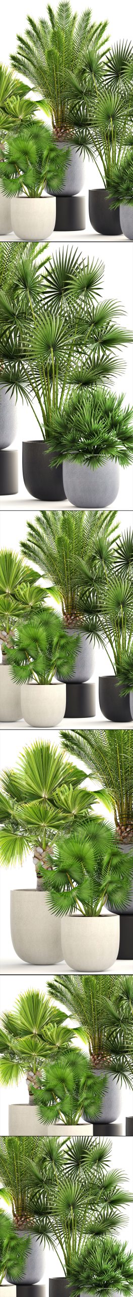 Collection palms three palm plants in pots