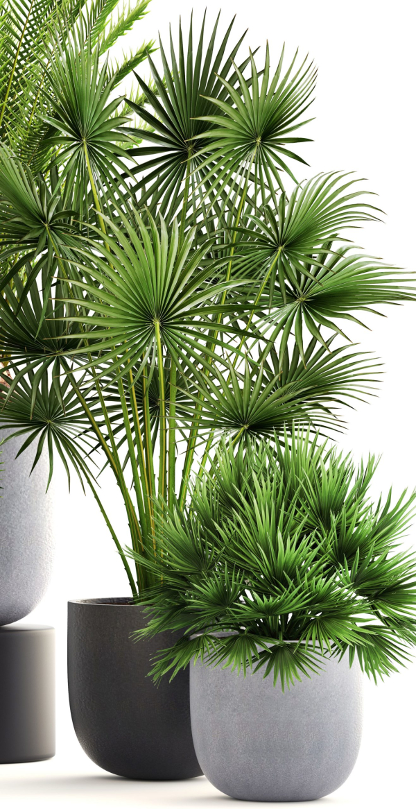 Collection palms three palm plants in pots