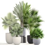 Collection palms three palm plants in pots