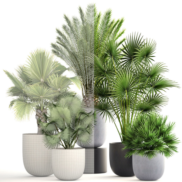 Collection palms three palm plants in pots