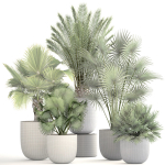 Collection palms three palm plants in pots