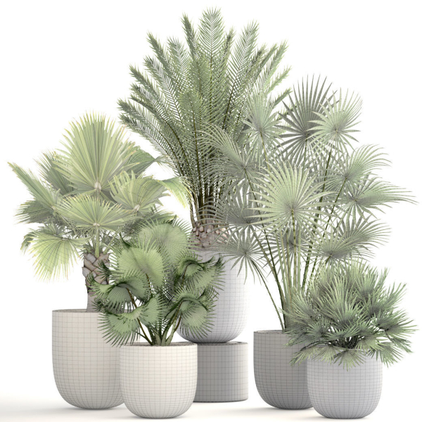 Collection palms three palm plants in pots