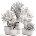 Collection palms three palm plants in pots