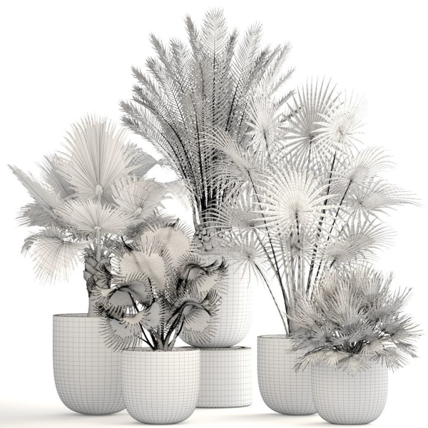 Collection palms three palm plants in pots